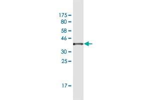 Western Blot detection against Immunogen (36. (KIF9 Antikörper  (AA 691-789))
