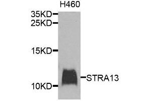 Western blot analysis of extracts of H460 cells, using STRA13 antibody (ABIN6003624) at 1/1000 dilution. (STRA13 Antikörper)