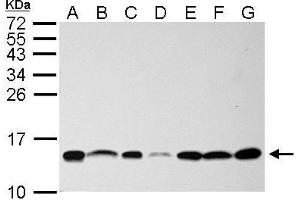 WB Image NHP2L1 antibody detects NHP2L1 protein by Western blot analysis.