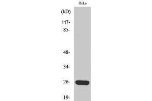 Western Blotting (WB) image for anti-Mitochondrial Ribosomal Protein S34 (MRPS34) (C-Term) antibody (ABIN3185684) (MRPS34 Antikörper  (C-Term))