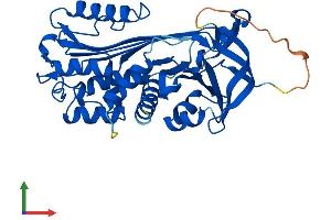 AlphaFold protein structure predicition of Mouse Recombinant Serpinb8 Protein, UniprotID O08800 (SERPINB8 Protein (AA 1-374) (His tag))
