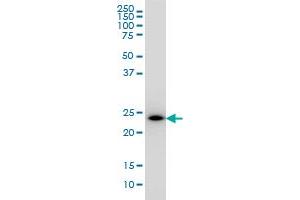 PCTP monoclonal antibody (M01A), clone 1F9 Western Blot analysis of PCTP expression in K-562 . (PCTP Antikörper  (AA 1-214))