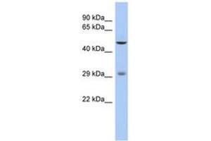 Image no. 1 for anti-Ladybird Homeobox 1 (Lbx1) (AA 71-120) antibody (ABIN6742319) (Lbx1 Antikörper  (AA 71-120))