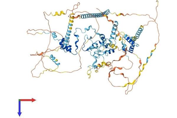 SF3B2 Protein (AA 1-895) (His tag)
