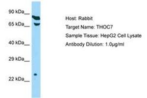 Image no. 1 for anti-THO Complex 7 (THOC7) (C-Term) antibody (ABIN6750143) (THOC7 Antikörper  (C-Term))