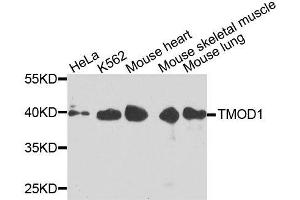 Western blot analysis of extracts of various cell lines, using TMOD1 antibody. (Tropomodulin 1 Antikörper  (AA 1-359))