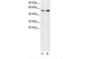 Image no. 1 for anti-Serotonin Receptor 1A (HTR1A) (N-Term) antibody (ABIN202484) (Serotonin Receptor 1A Antikörper  (N-Term))