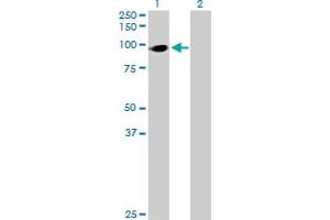 Western Blot analysis of HIC2 expression in transfected 293T cell line by HIC2 MaxPab polyclonal antibody.