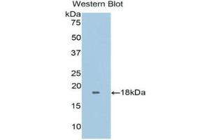 Western Blotting (WB) image for anti-Fibronectin Type III Domain Containing 5 (FNDC5) (AA 2-137) antibody (ABIN1171766) (FNDC5 Antikörper  (AA 2-137))