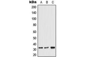 Western blot analysis of TRA2A expression in HeLa (A), Jurkat (B), 129Sv (C) whole cell lysates. (TRA2A Antikörper  (C-Term))
