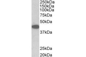 Western Blotting (WB) image for anti-Tribbles Homolog 1 (TRIB1) (Internal Region) antibody (ABIN2464940) (TRIB1 Antikörper  (Internal Region))