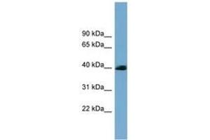 SASH3 Antikörper  (AA 35-84)
