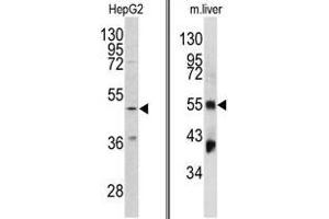 Image no. 1 for anti-Fibrinogen gamma Chain (FGG) (Chain gamma), (N-Term) antibody (ABIN452999) (FGG Antikörper  (Chain gamma, N-Term))