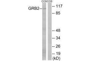 Western blot analysis of extracts from COS cells, using GRB2 (Ab-159) antibody. (GAB2 Antikörper  (Ser159))