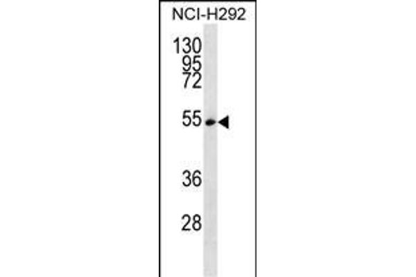 SRSF11 Antikörper  (C-Term)
