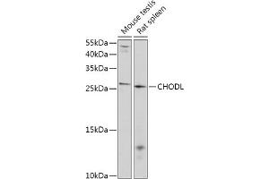 Western blot analysis of extracts of various cell lines, using CHODL antibody (ABIN7266349) at 1:1000 dilution. (CHODL Antikörper  (AA 110-210))