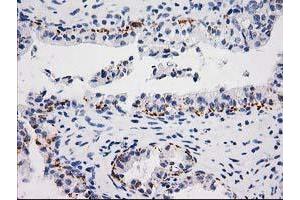 Image no. 1 for anti-Monoglyceride Lipase (MGLL) antibody (ABIN1499441) (MGLL Antikörper)