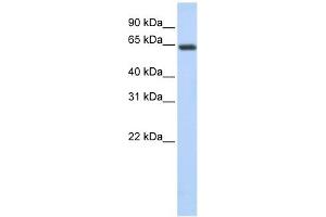 UPF3B antibody used at 1 ug/ml to detect target protein. (UPF3B Antikörper)