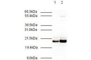 Immunoblotting. (MAD2L2 Antikörper  (AA 3-14))