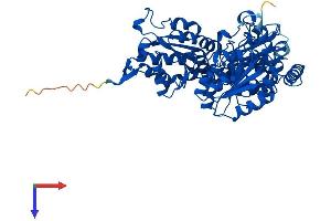 HACL1 Protein (AA 1-581) (His tag)