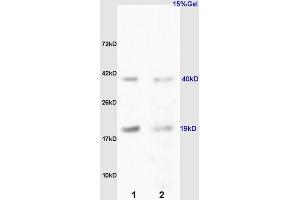 L1 rat kidney lysates L2 rat liver lysates probed with Anti RCL/c Myc responsive Polyclonal Antibody, Unconjugated (ABIN872485) at 1:200 overnight at 4 °C.