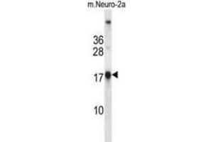 Western blot analysis in mouse Neuro-2a cell line lysates (35ug/lane) using NDP kinase A  Antibody . (NME1 Antikörper  (Middle Region))
