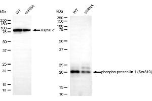 Western blotting analysis using phospho-presenilin 1 (Ser310) antibody (ABIN7799896).
