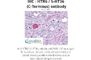 Image no. 1 for anti-Serotonin Receptor 6 (HTR6) (C-Term) antibody (ABIN1735625) (Serotonin Receptor 6 Antikörper  (C-Term))