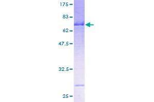 SERPINA12 Protein (AA 1-414) (GST tag)