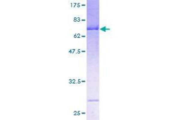 SERPINA12 Protein (AA 1-414) (GST tag)