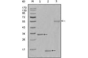 Western blot analysis using Ki67 mouse mAb against truncated Trx-Ki67 recombinant protein(1),truncated Ki67 (aa3118-3256)-His recombinant protein(2) and truncated Ki67 (aa3118-3256)-hIgGFc transfected CHO-K1 cell lysate(3). (Ki-67 Antikörper  (AA 3118-3256))