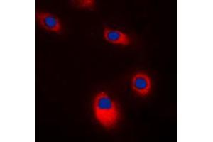 Immunofluorescent analysis of c-SRC staining in K562 cells. (Src Antikörper  (C-Term))