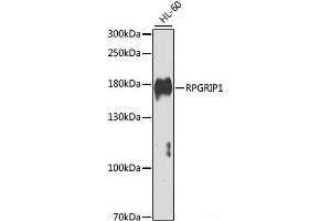 Western blot analysis of extracts of HL-60 cells using RPGRIP1 Polyclonal Antibody at dilution of 1:1000. (RPGRIP1 Antikörper)