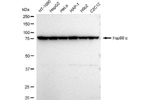 Western blotting analysis using Hsp90 α antibody (ABIN7798869).