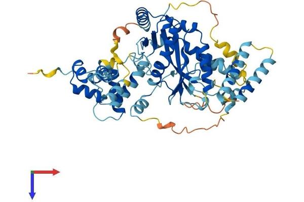 JRKL Protein (AA 1-523) (His tag)