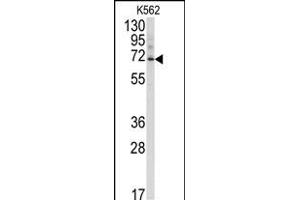 Western blot analysis of anti-Ubiquilin3 Antibody (N-term) (ABIN388967 and ABIN2839212) in K562 cell line lysates (35 μg/lane). (Ubiquilin 3 Antikörper  (N-Term))