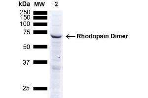 Western Blot analysis of Human A549 cells showing detection of ~38. (Rhodopsin Antikörper)