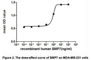 BMP7 Protein (AA 292-430) (His tag)