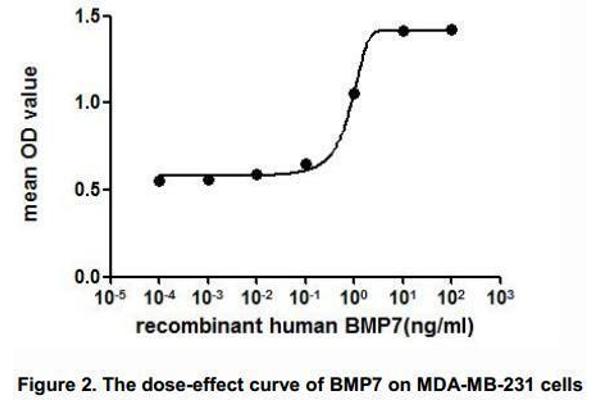 BMP7 Protein (AA 292-430) (His tag)