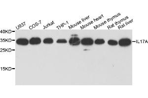 Western blot analysis of extracts of various cell lines, using IL17A antibody (ABIN1873195) at 1:1000 dilution. (Interleukin 17a Antikörper)