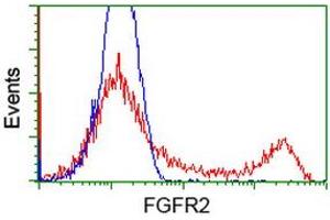 HEK293T cells transfected with either RC217098 overexpress plasmid (Red) or empty vector control plasmid (Blue) were immunostained by anti-FGFR2 antibody (ABIN2454751), and then analyzed by flow cytometry. (FGFR2 Antikörper)
