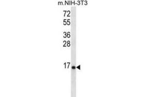Western Blotting (WB) image for anti-Ribosomal Protein L23 (RPL23) antibody (ABIN2996830) (RPL23 Antikörper)