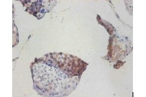 Immunohistochemistry of paraffin-embedded human testis tissue using ABIN7149175 at dilution of 1:100 (COX6A1 Antikörper  (AA 25-109))