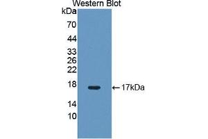 Western blot analysis of the recombinant protein. (NR4A3 Antikörper  (AA 29-145))