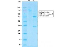 SDS-PAGE Analysis of Purified CD30 Rabbit Recombinant Monoclonal Antibody (Ki-1/1505R). (Rekombinanter TNFRSF8 Antikörper)