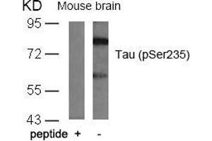 Western blot analysis of extracts from mouse brain tissue using Tau(Phospho-Ser235) Antibody and the same antibody preincubated with blocking peptide. (MAPT Antikörper  (pSer235))