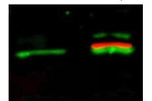 Immunofluorescence (IF) image for anti-V-Akt Murine Thymoma Viral Oncogene Homolog 1 (AKT1) (Ser473) antibody (ABIN400784) (AKT1 Antikörper  (Ser473))