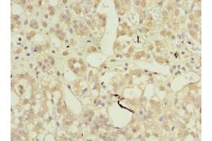 Immunohistochemistry of paraffin-embedded human adrenal gland tissue using ABIN7144386 at dilution of 1:100 (AP4B1 Antikörper  (AA 201-500))