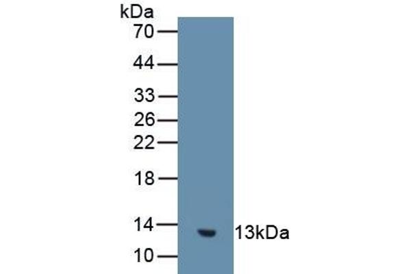 GUCA2B antibody  (AA 27-112)