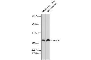 Insulin Antikörper